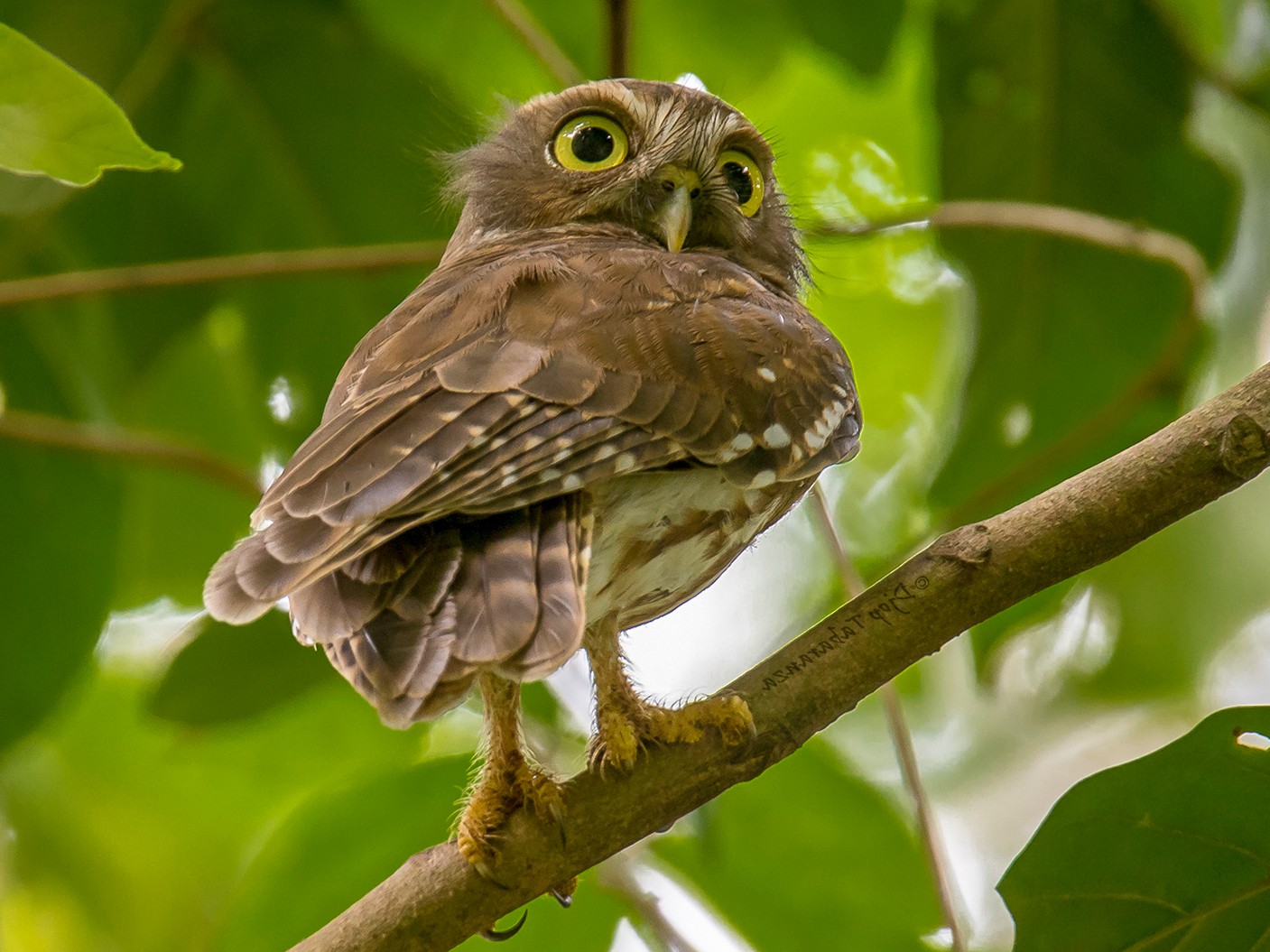 philippine hawk owl
