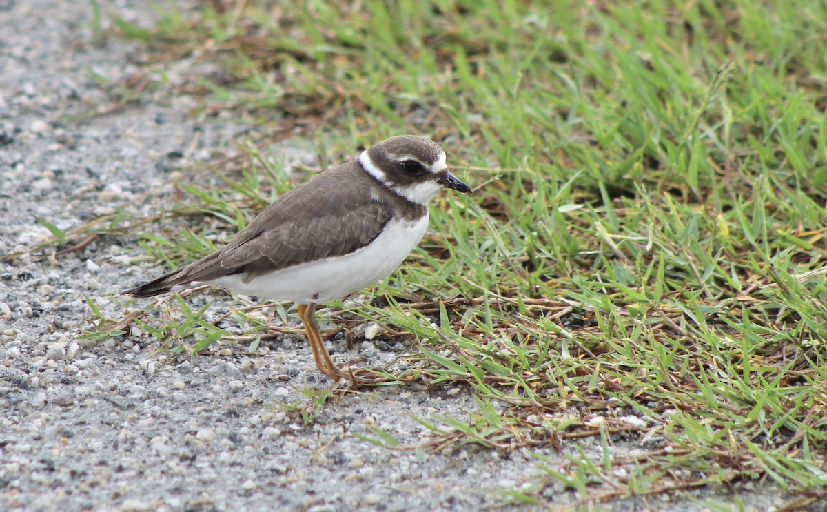Semipalmated Plover - ML267099771