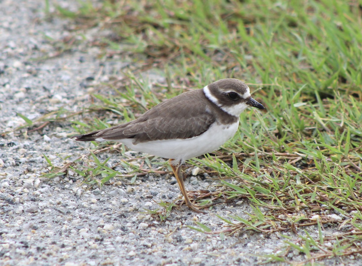 Semipalmated Plover - ML267099841