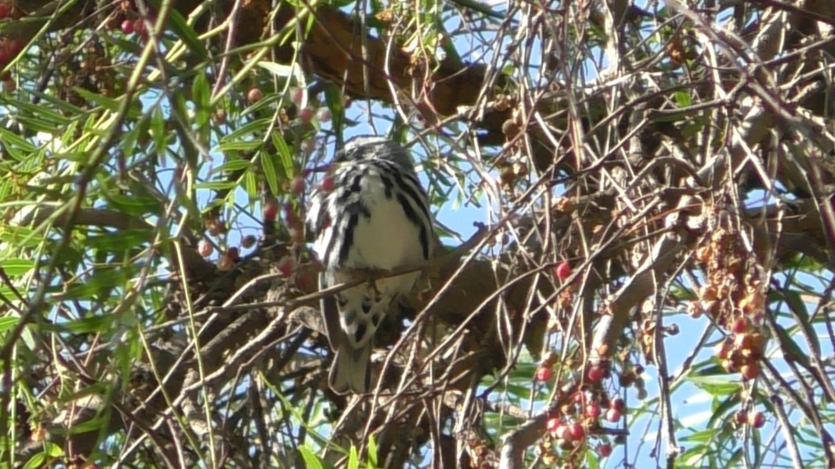 Black-and-white Warbler - ML267101971