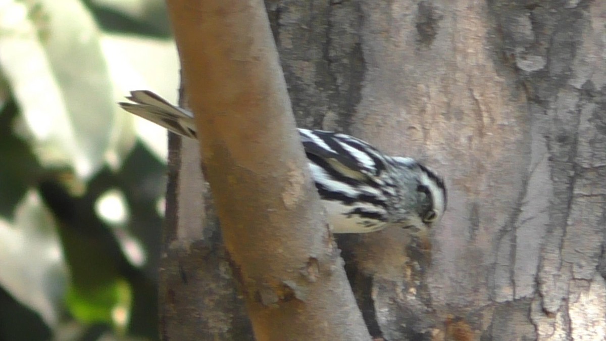 Black-and-white Warbler - ML267101981