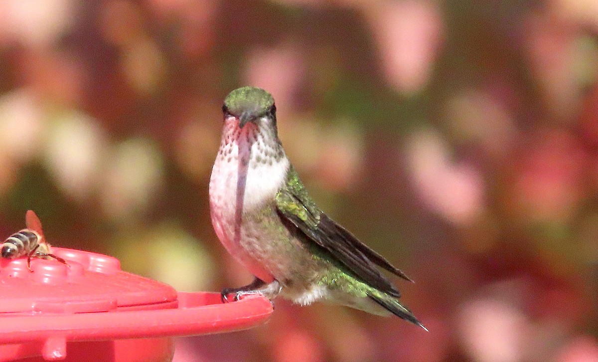 Ruby-throated Hummingbird - Ted Floyd