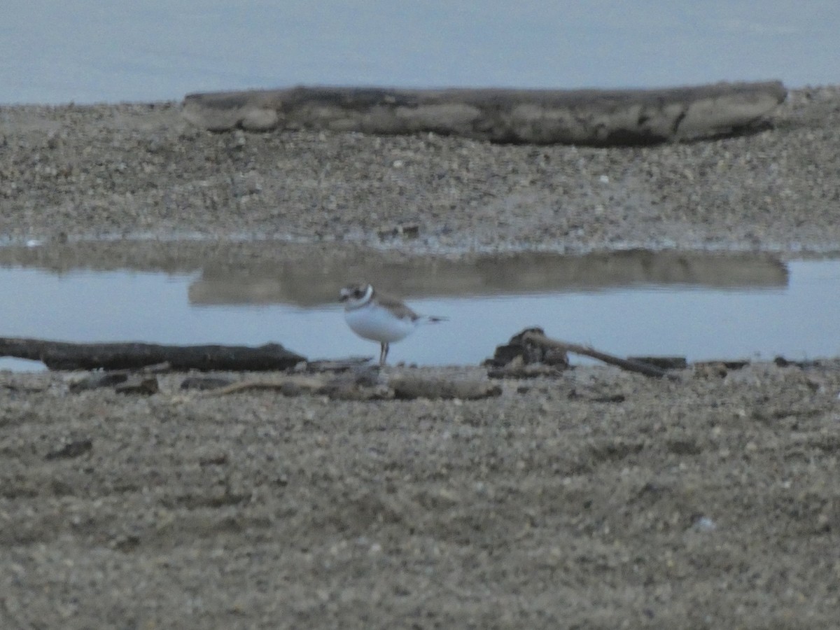 Semipalmated Plover - ML267111431