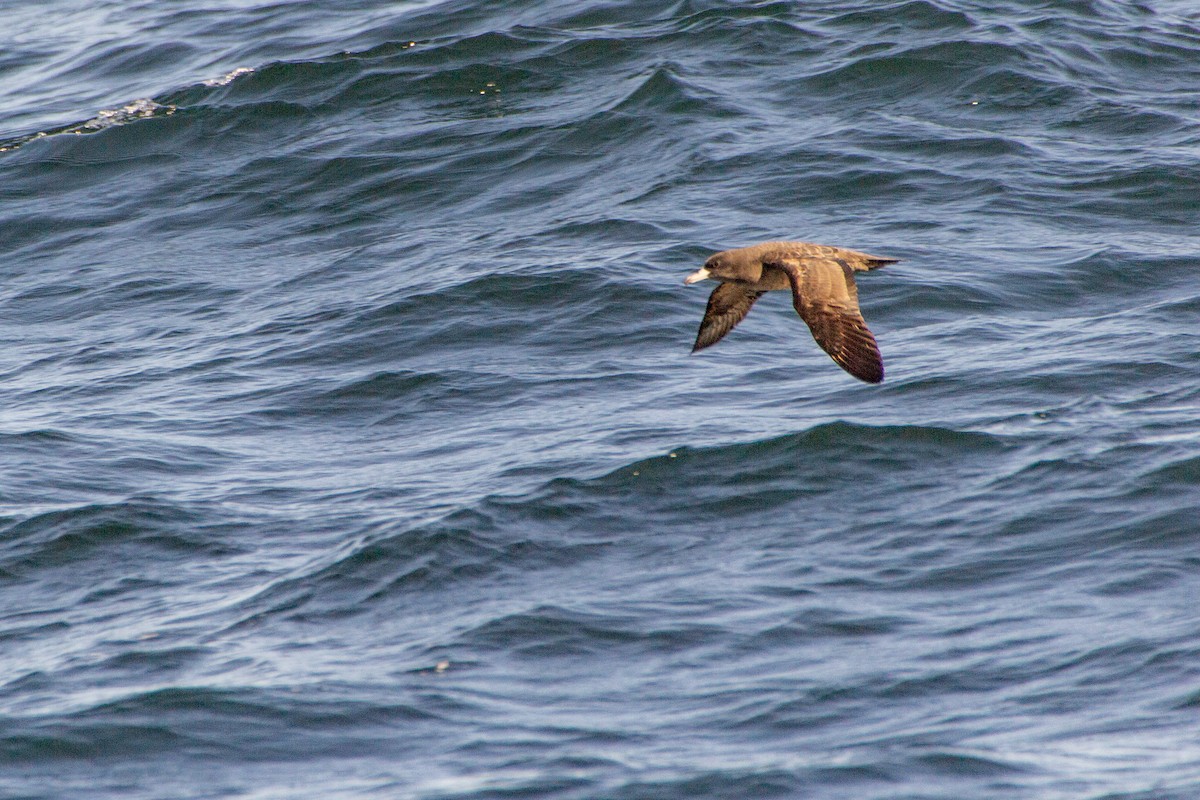 Flesh-footed Shearwater - ML267113681