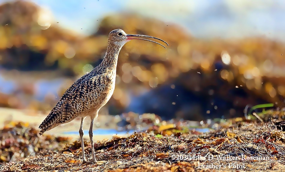 Long-billed Curlew - ML267121431