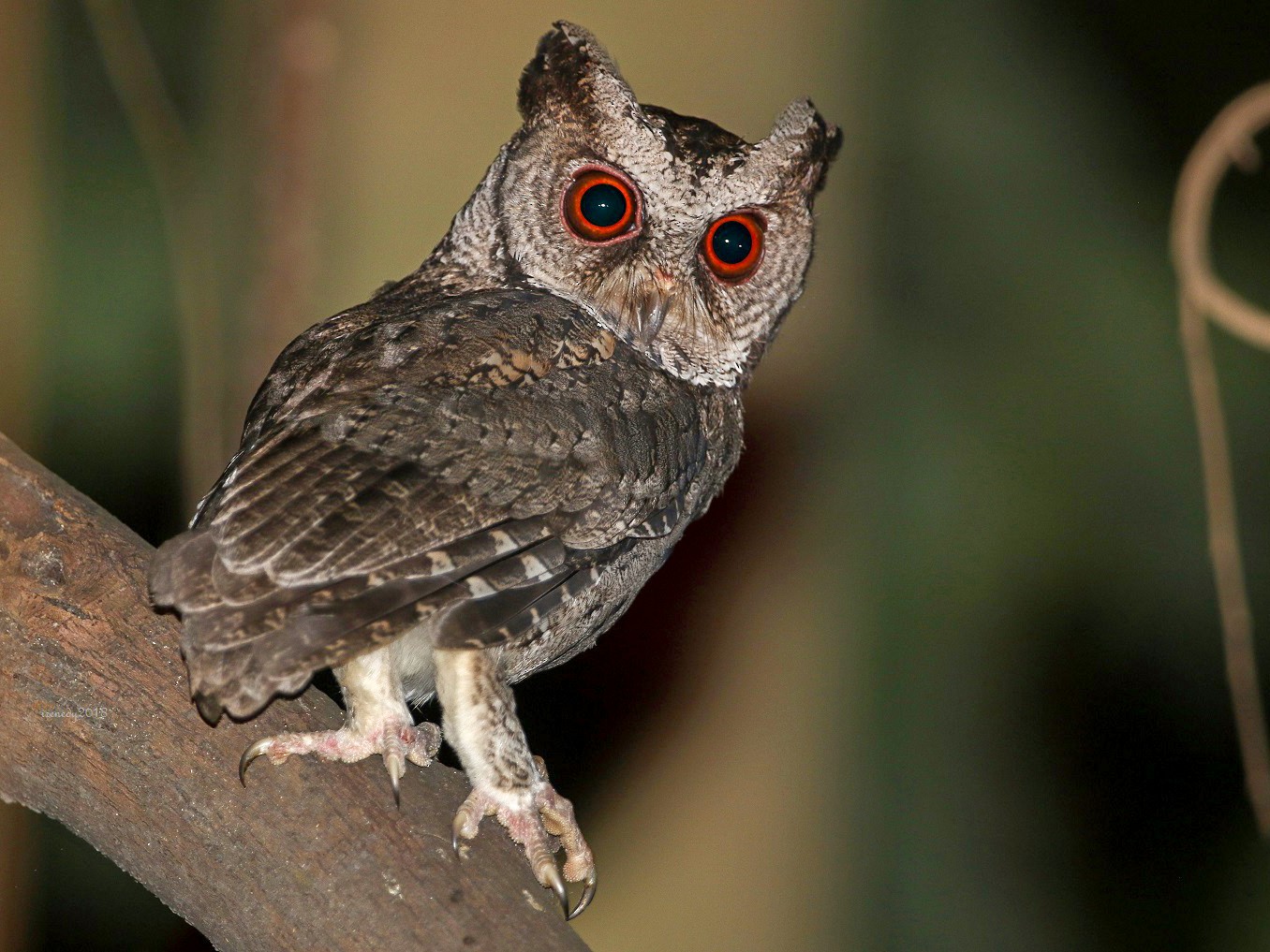 Philippine Scops-Owl - Irene  Dy