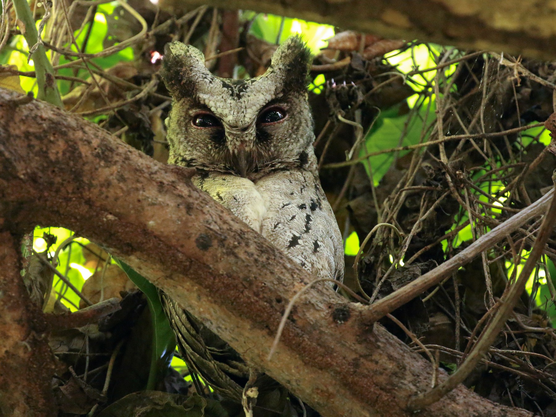 Philippine Scops-Owl - Tommy Pedersen