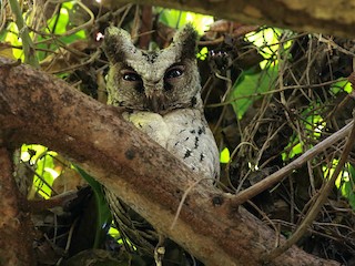 ルソンオオコノハズク - eBird