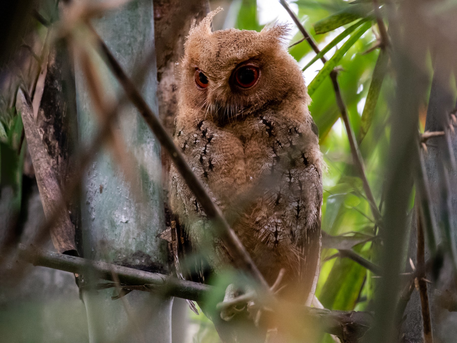 Philippine Scops-Owl - Ron Hoff Dollyann Myers