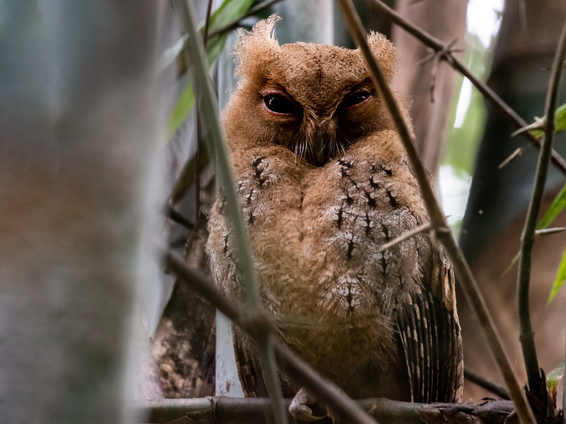 Philippine Scops-Owl - Ron Hoff Dollyann Myers