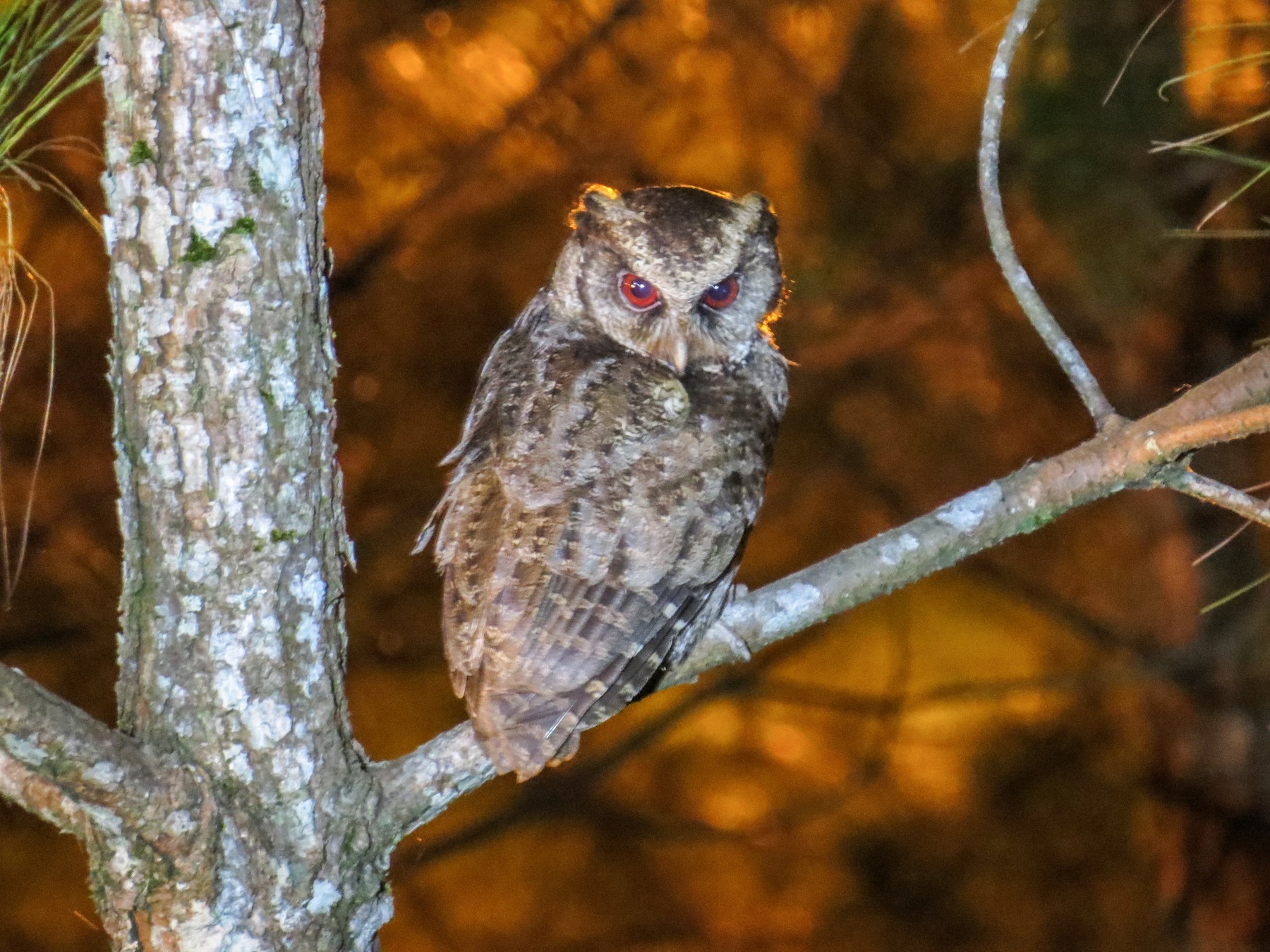 ルソンオオコノハズク Ebird