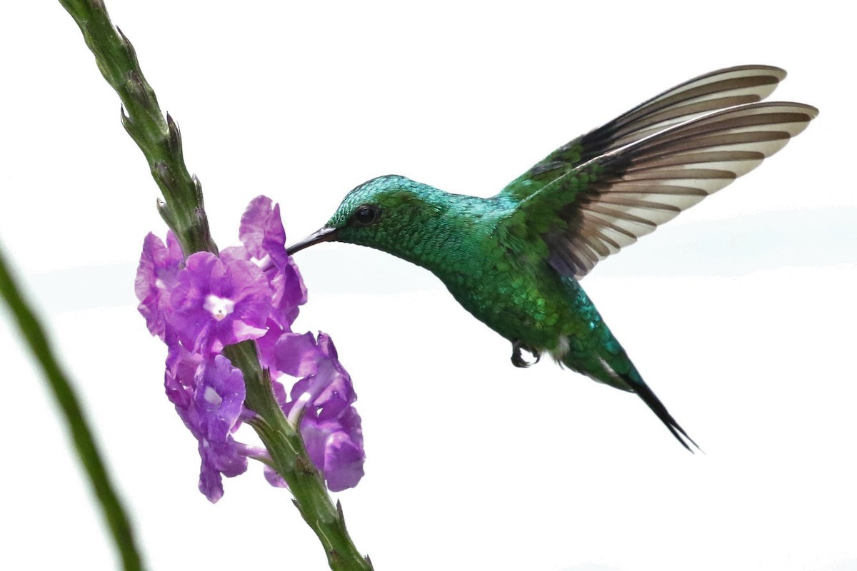 kolibřík zahradní - ML267129071