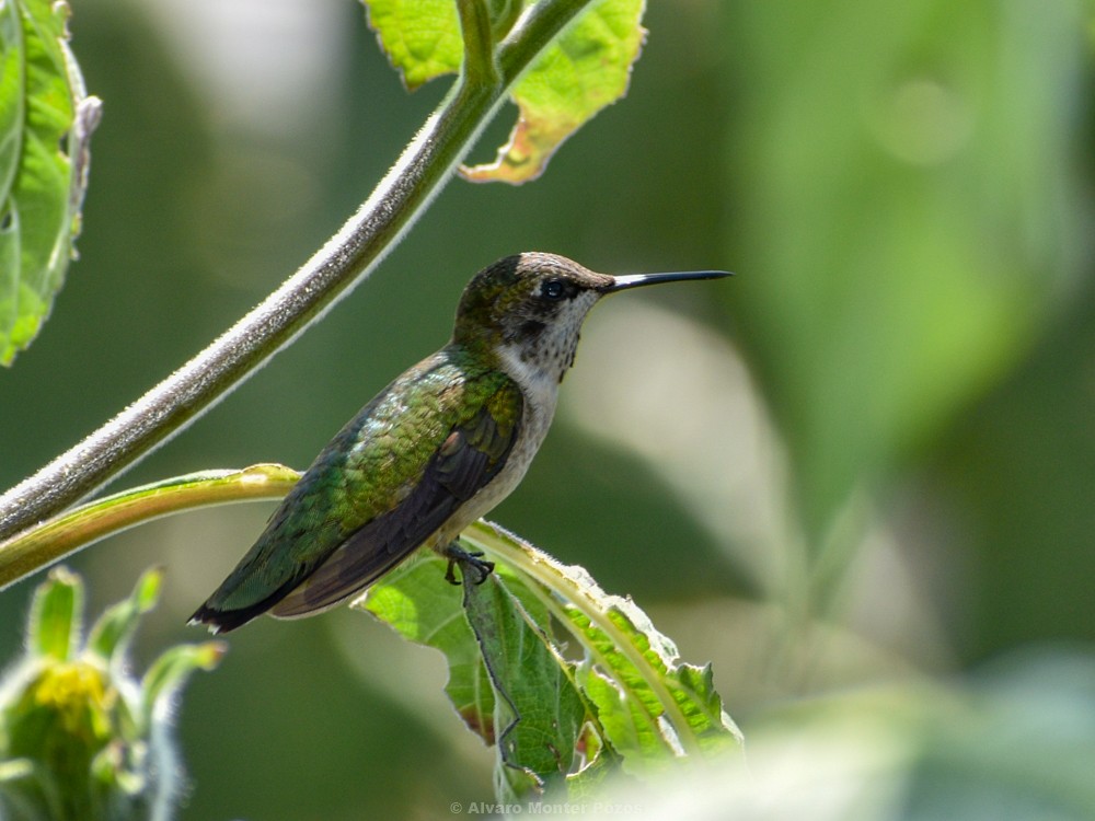 Ruby-throated Hummingbird - Alvaro  Monter Pozos