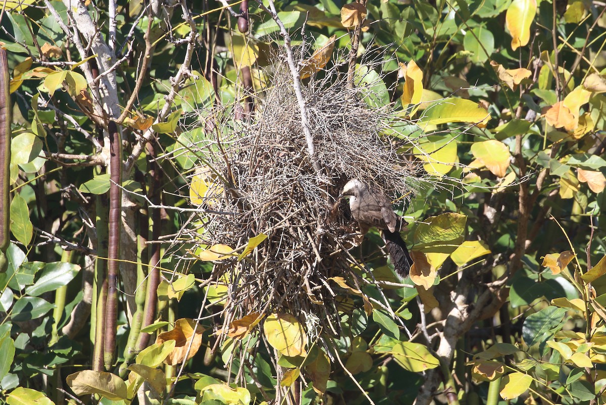 Gray-crowned Babbler - ML267139651