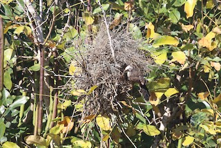 Gray-crowned Babbler, ML267139651