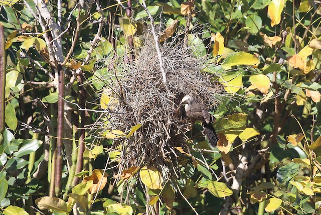 Gray-crowned Babbler