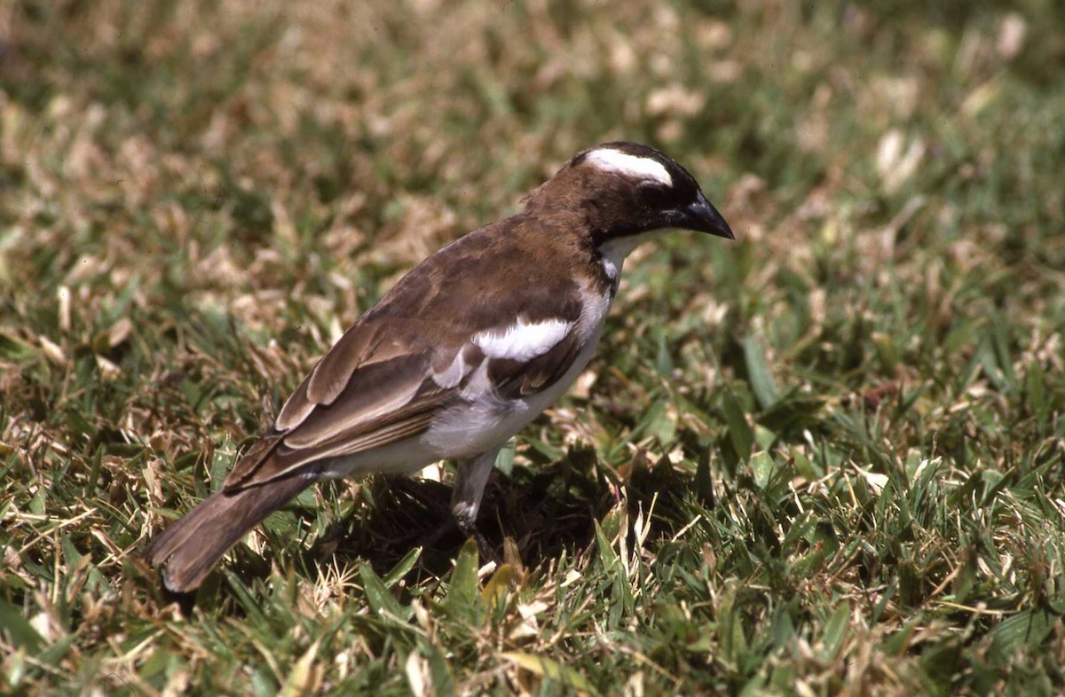White-browed Sparrow-Weaver - ML26714081