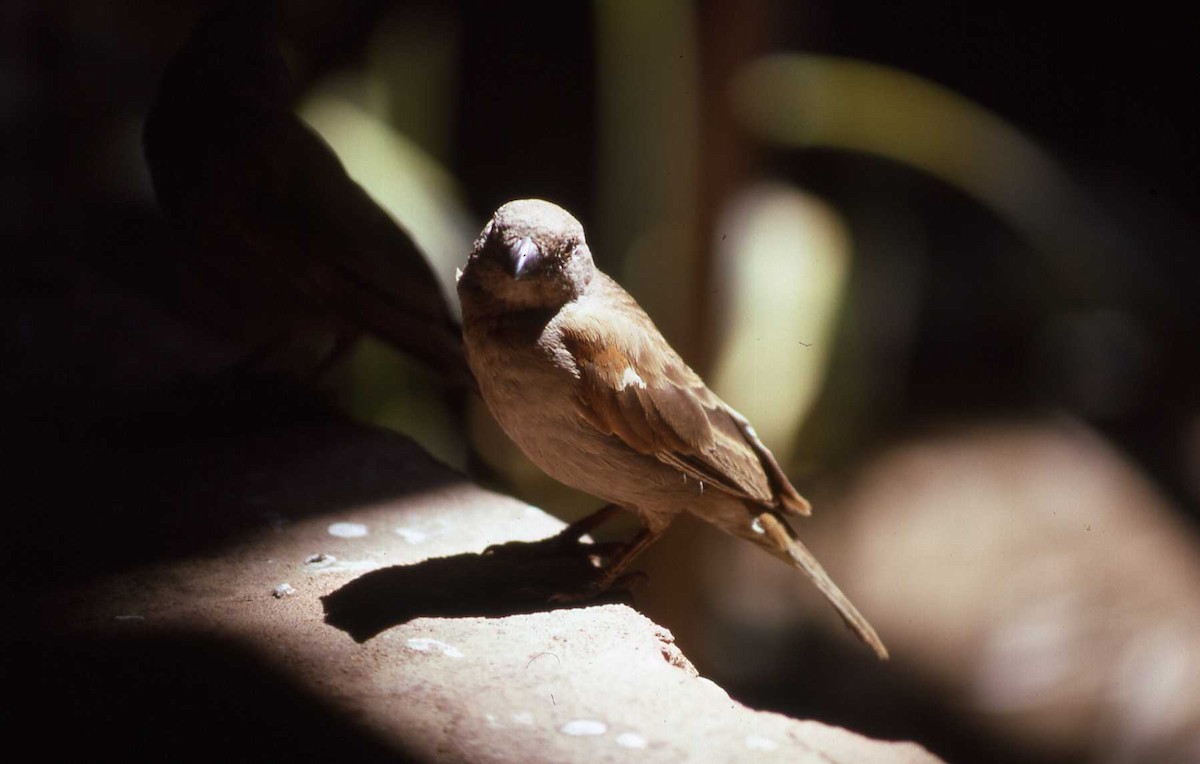 Parrot-billed Sparrow - ML26714161