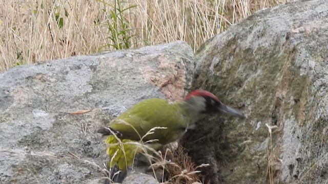 Eurasian Green Woodpecker - ML267141741