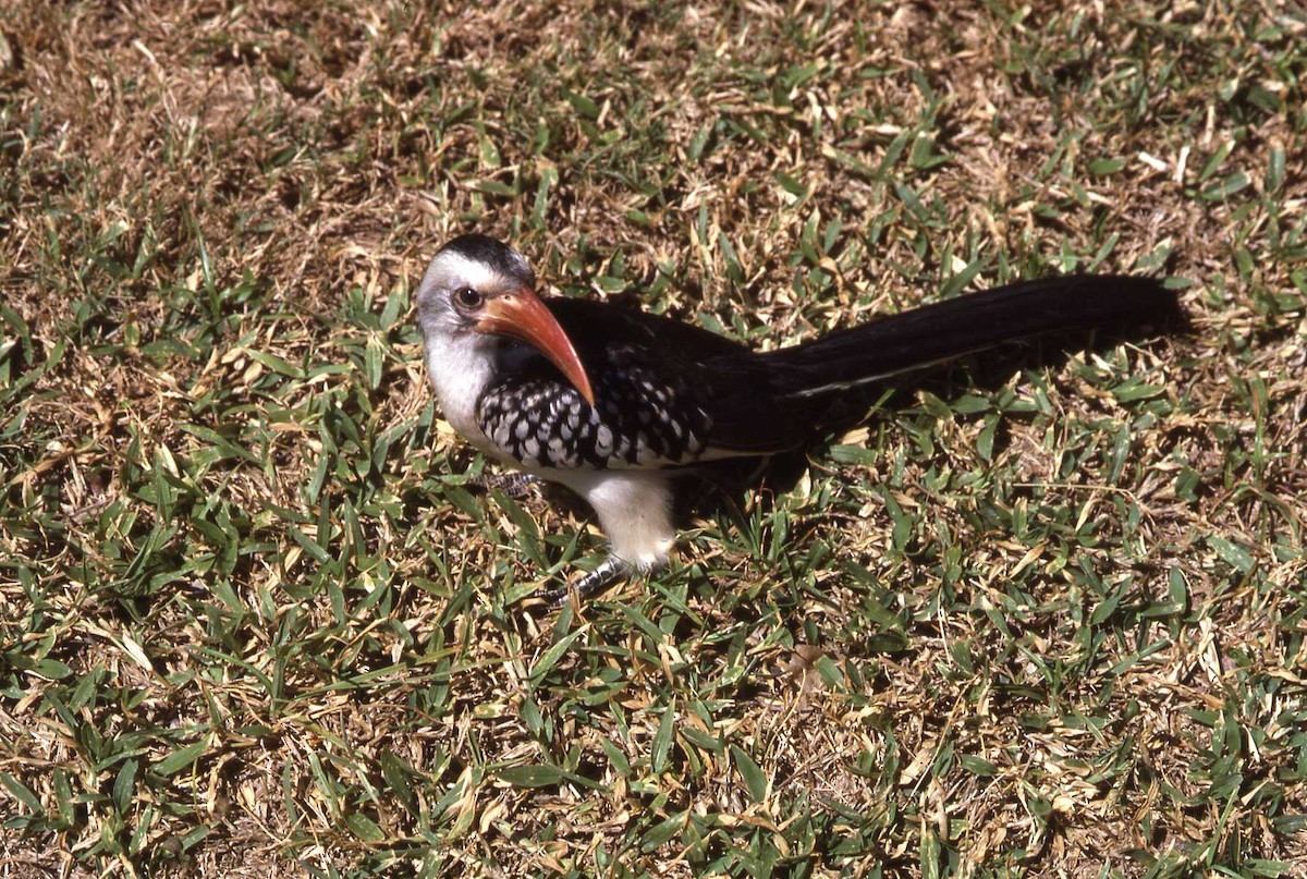 Northern Red-billed Hornbill - Simon Tonge