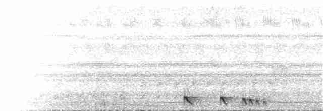Sulawesinachtschwalbe - ML267143741