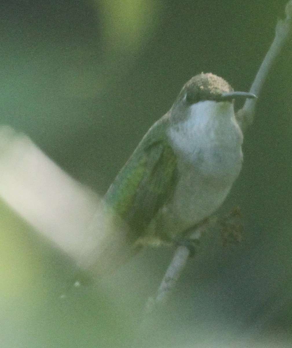 Ruby-throated Hummingbird - ML267144101