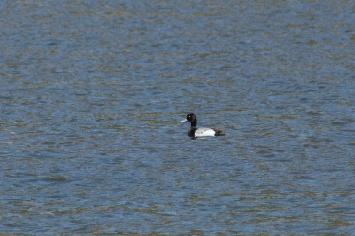 Lesser Scaup - Tory Mathis