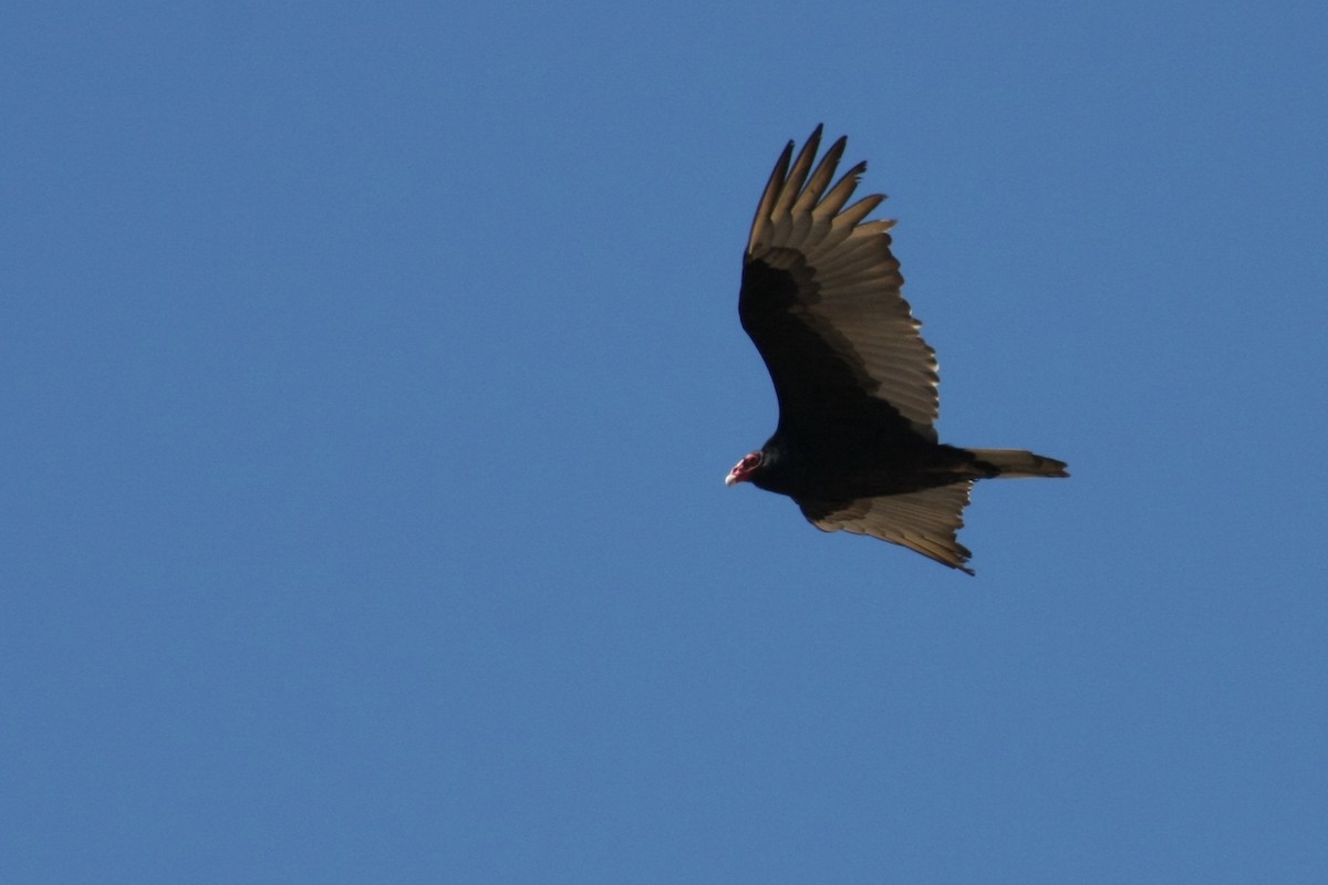 Turkey Vulture - ML26714991