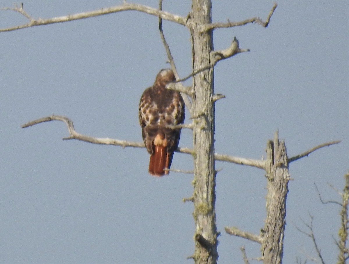 Red-tailed Hawk (borealis) - ML267157381