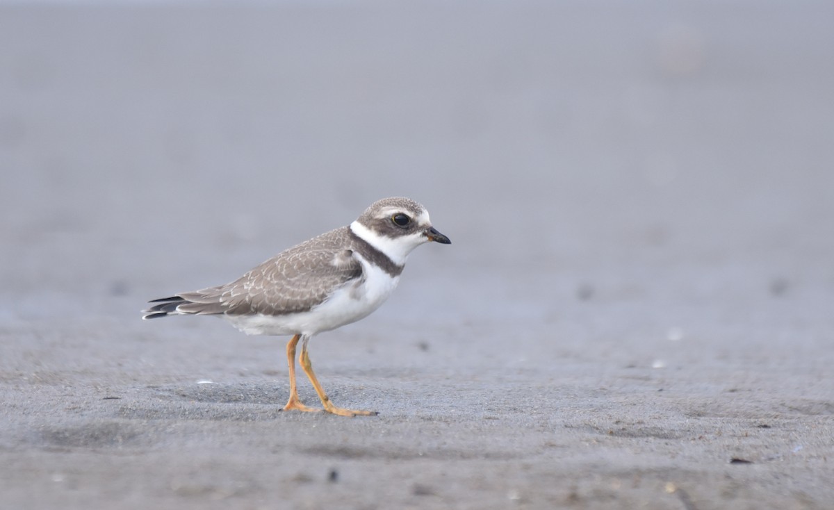 Semipalmated Plover - Kathy Marche
