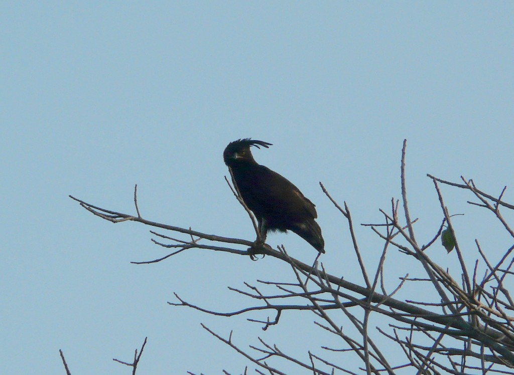 Long-crested Eagle - Simon Tonge