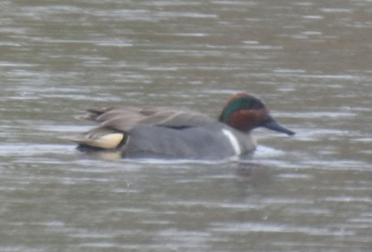 Green-winged Teal - ML26716691