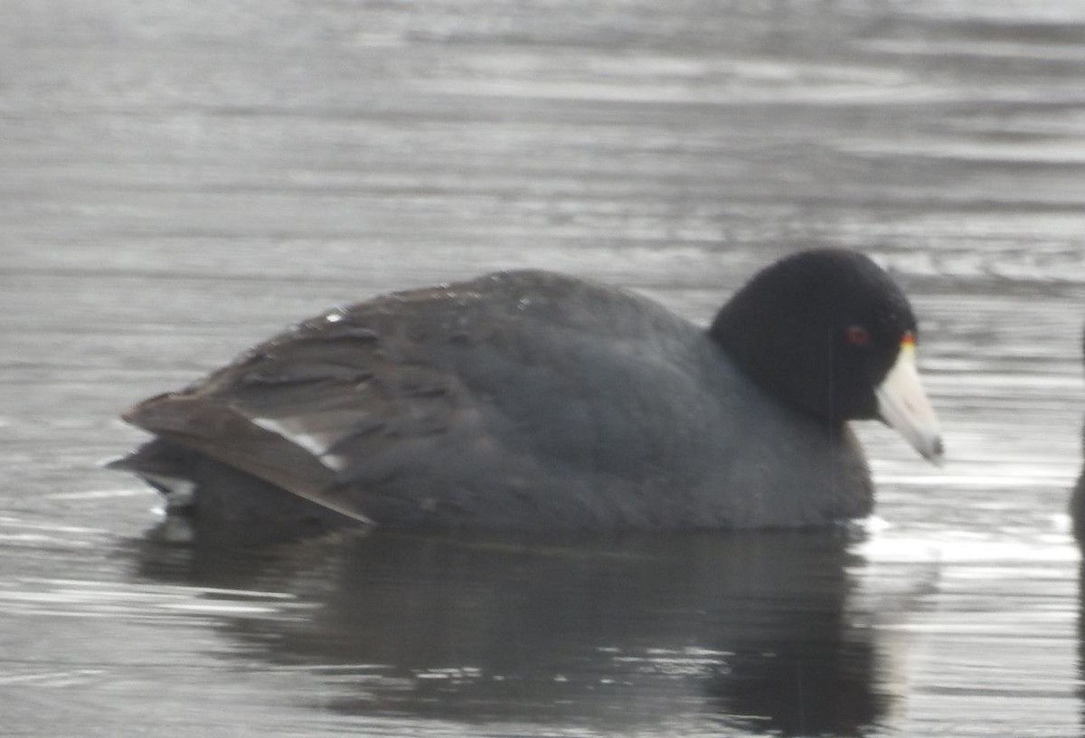 American Coot (Red-shielded) - ML26717151