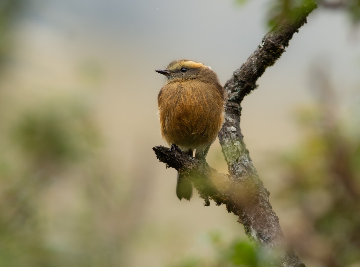 Brown-backed Chat-Tyrant - Alex Luna