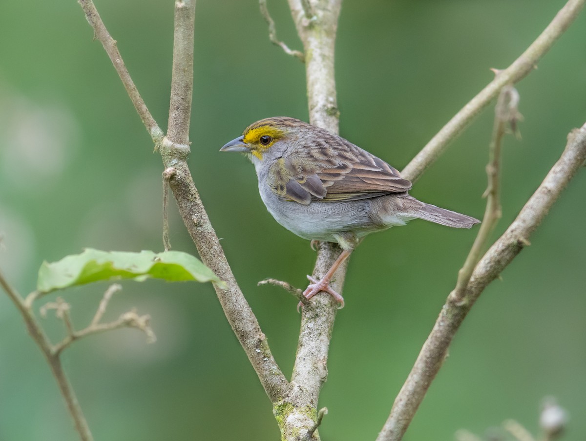 Yellow-browed Sparrow - ML267174441