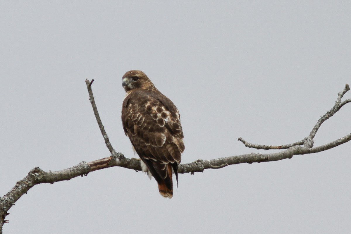 Red-tailed Hawk (borealis) - ML26717581