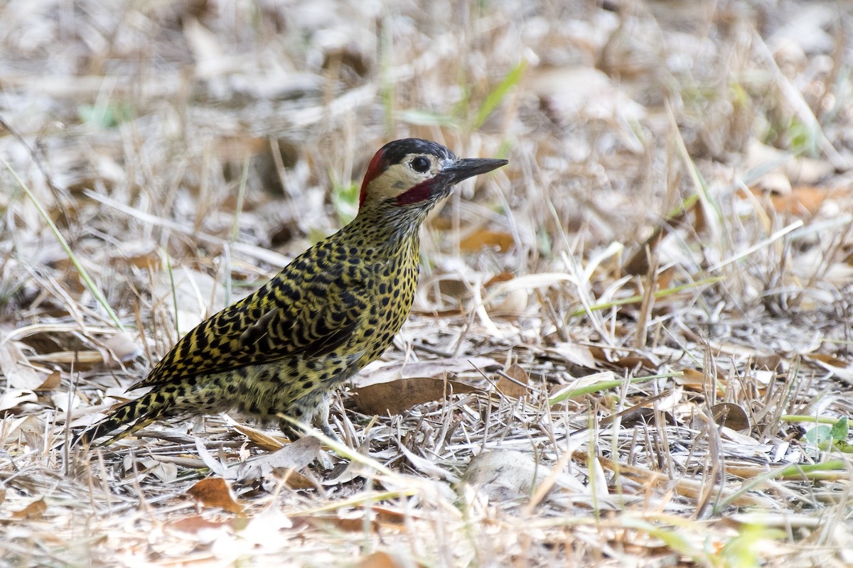 Green-barred Woodpecker - ML267178441