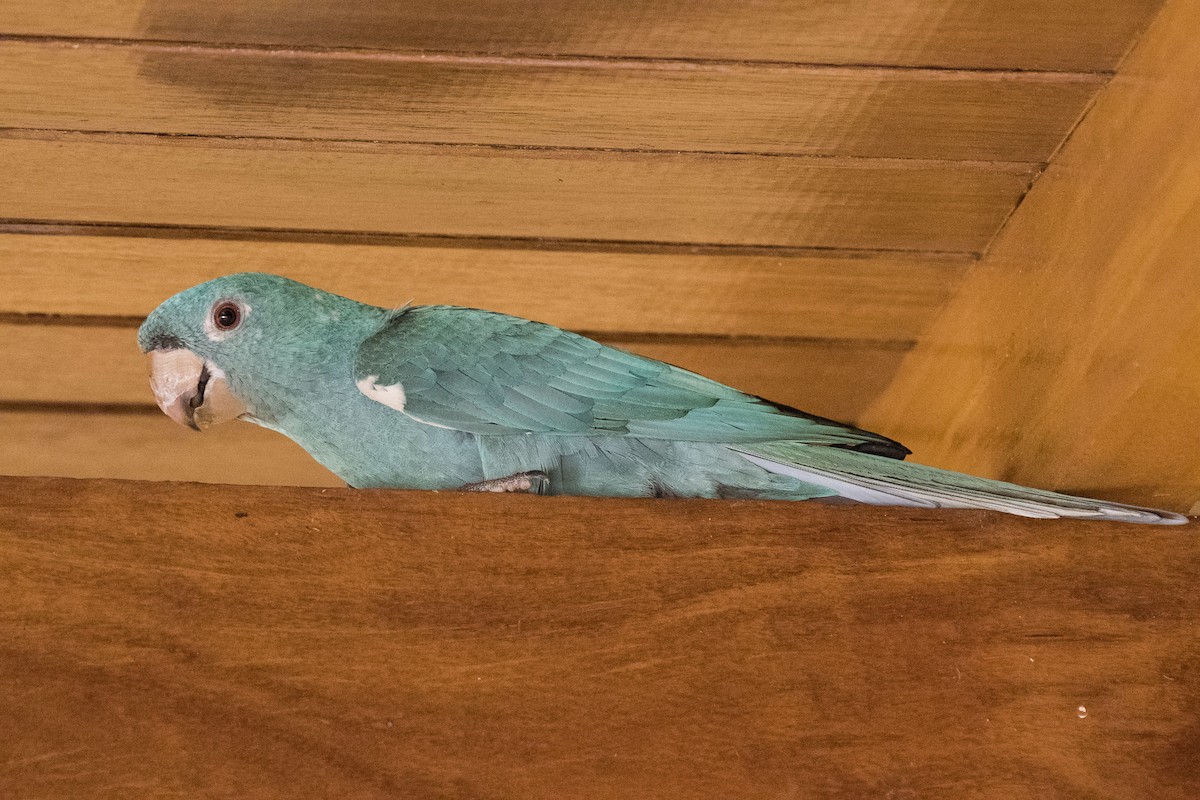 White-eyed Parakeet - ML267179171