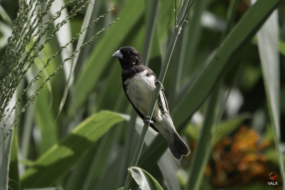 Yellow-bellied Seedeater - ML267180651