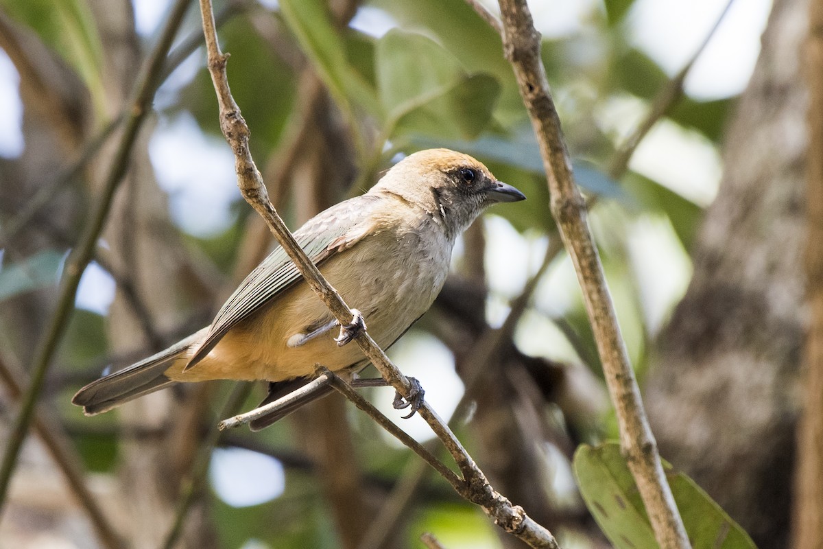 Burnished-buff Tanager - ML267180991