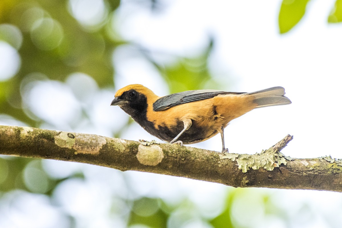 Burnished-buff Tanager - ML267181001