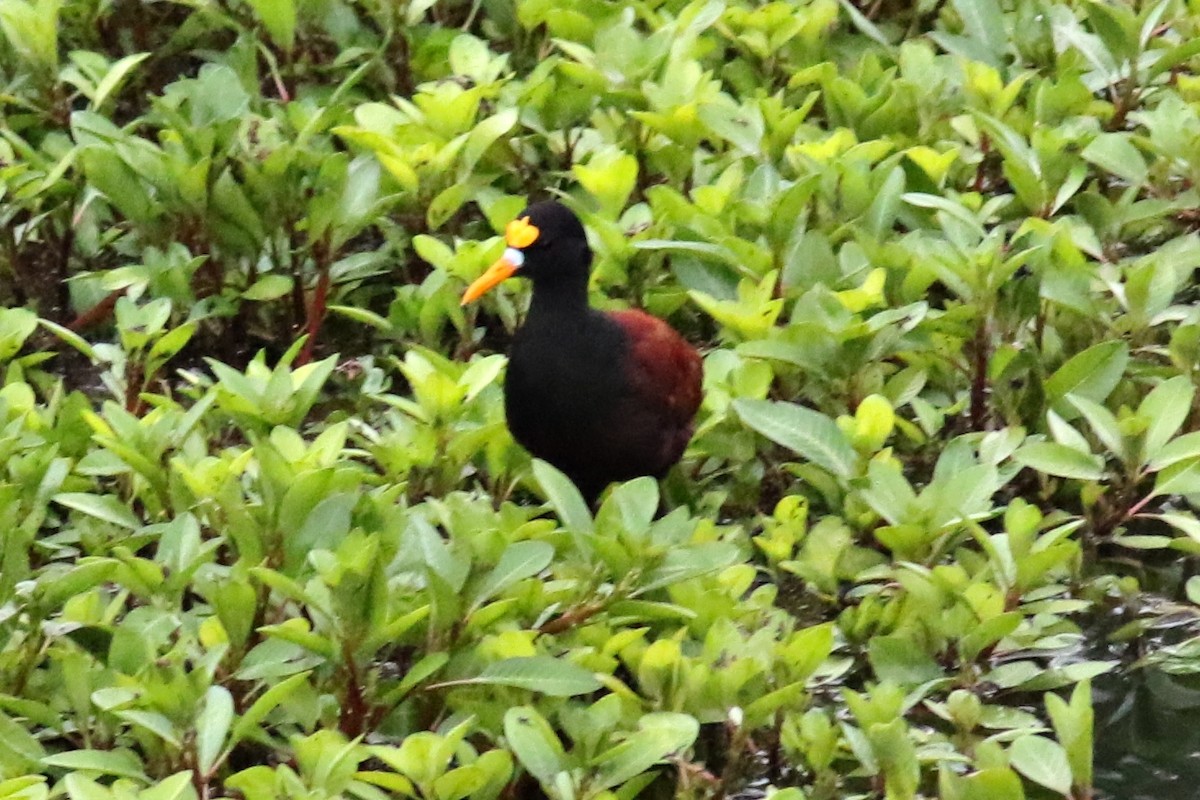 Northern Jacana - Ginger Spinelli