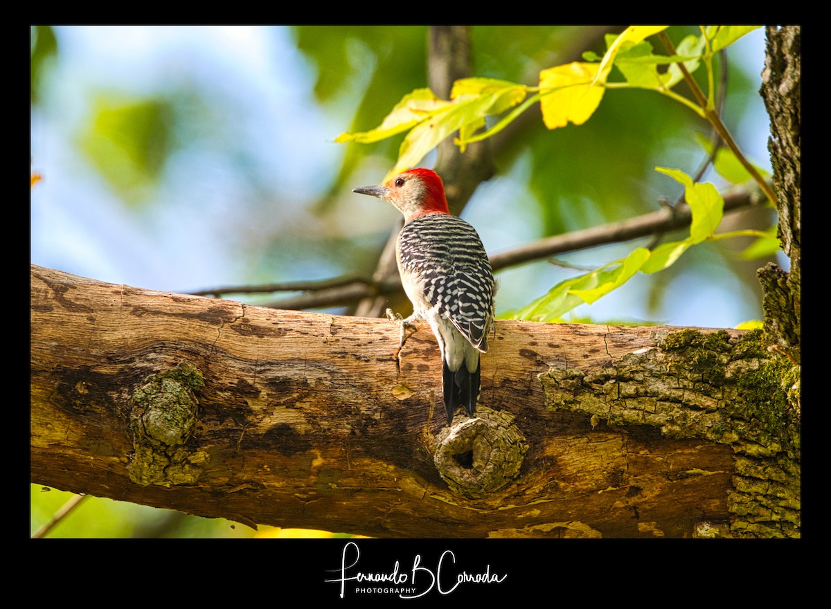 Red-bellied Woodpecker - Fernando Corrada