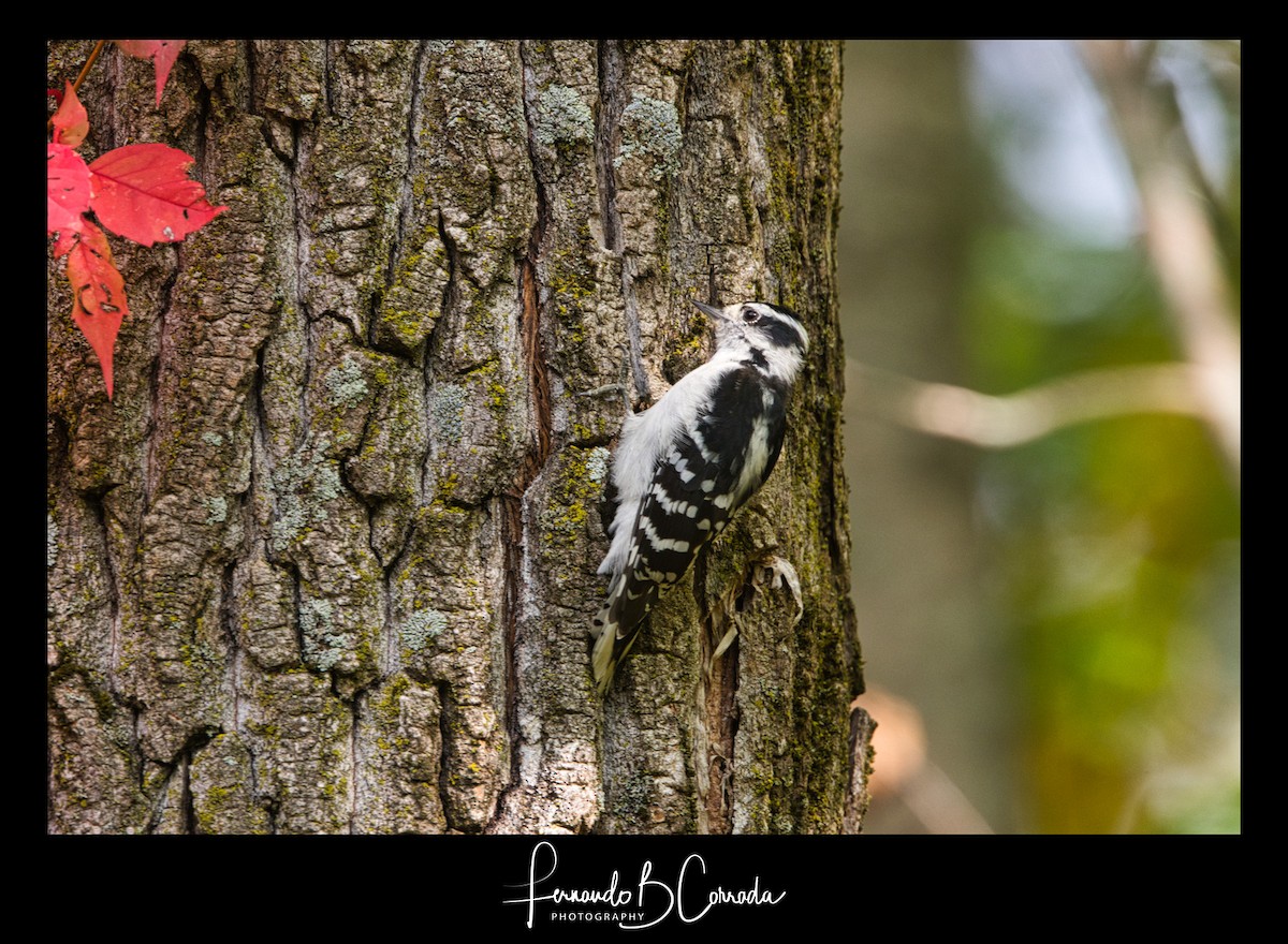 Downy Woodpecker (Eastern) - ML267184811