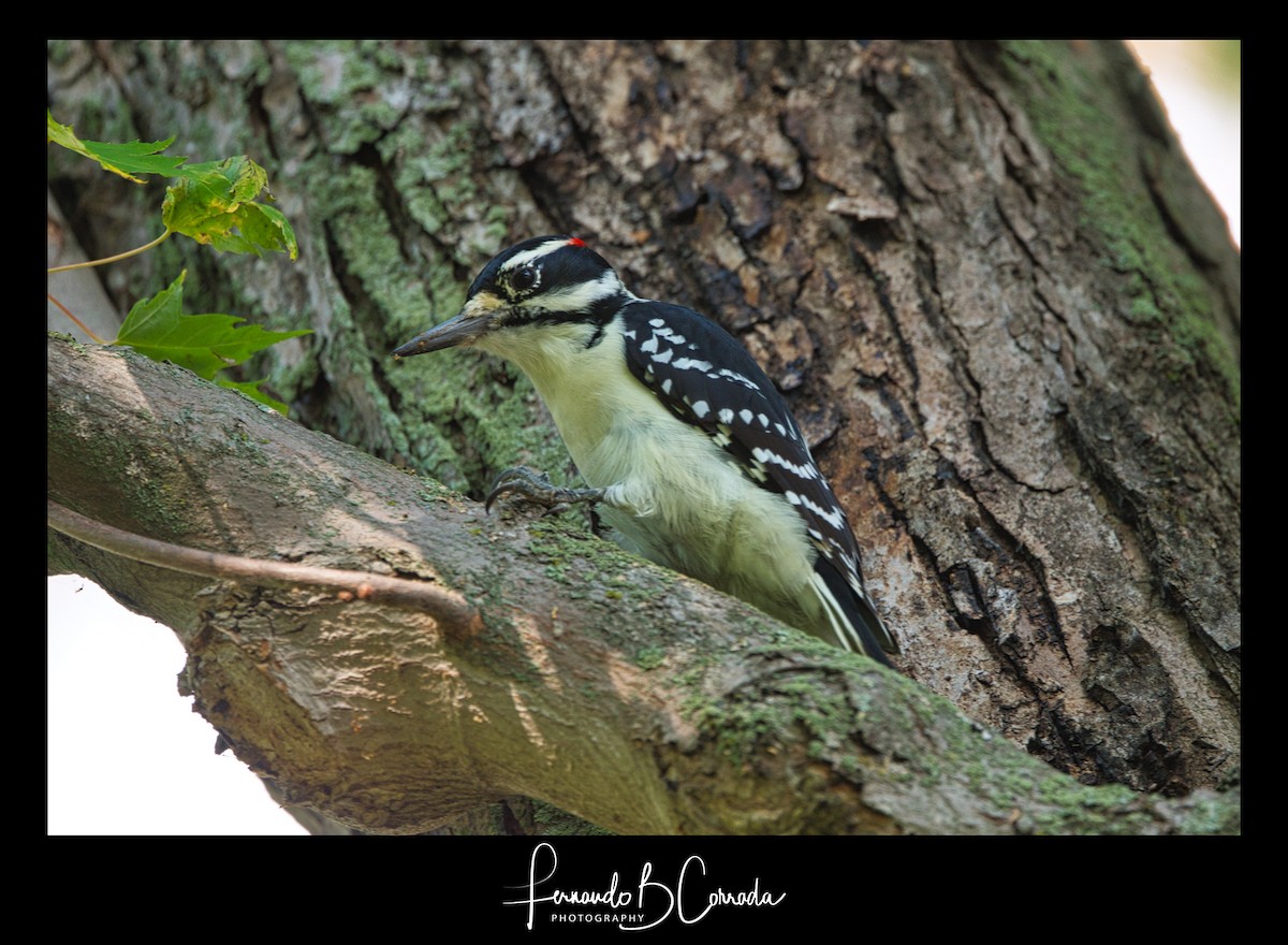 Hairy Woodpecker (Eastern) - Fernando Corrada