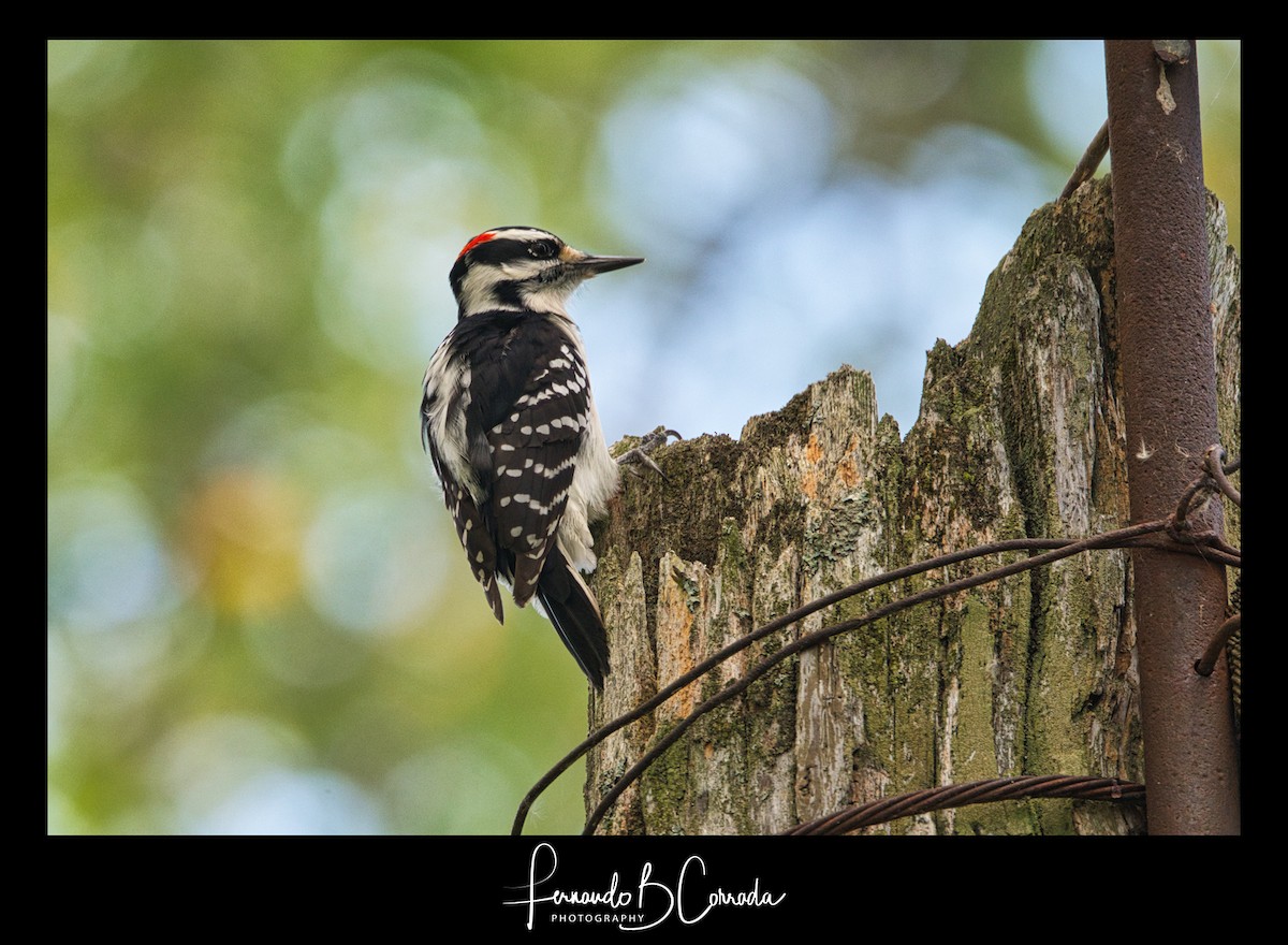 Hairy Woodpecker (Eastern) - ML267185161