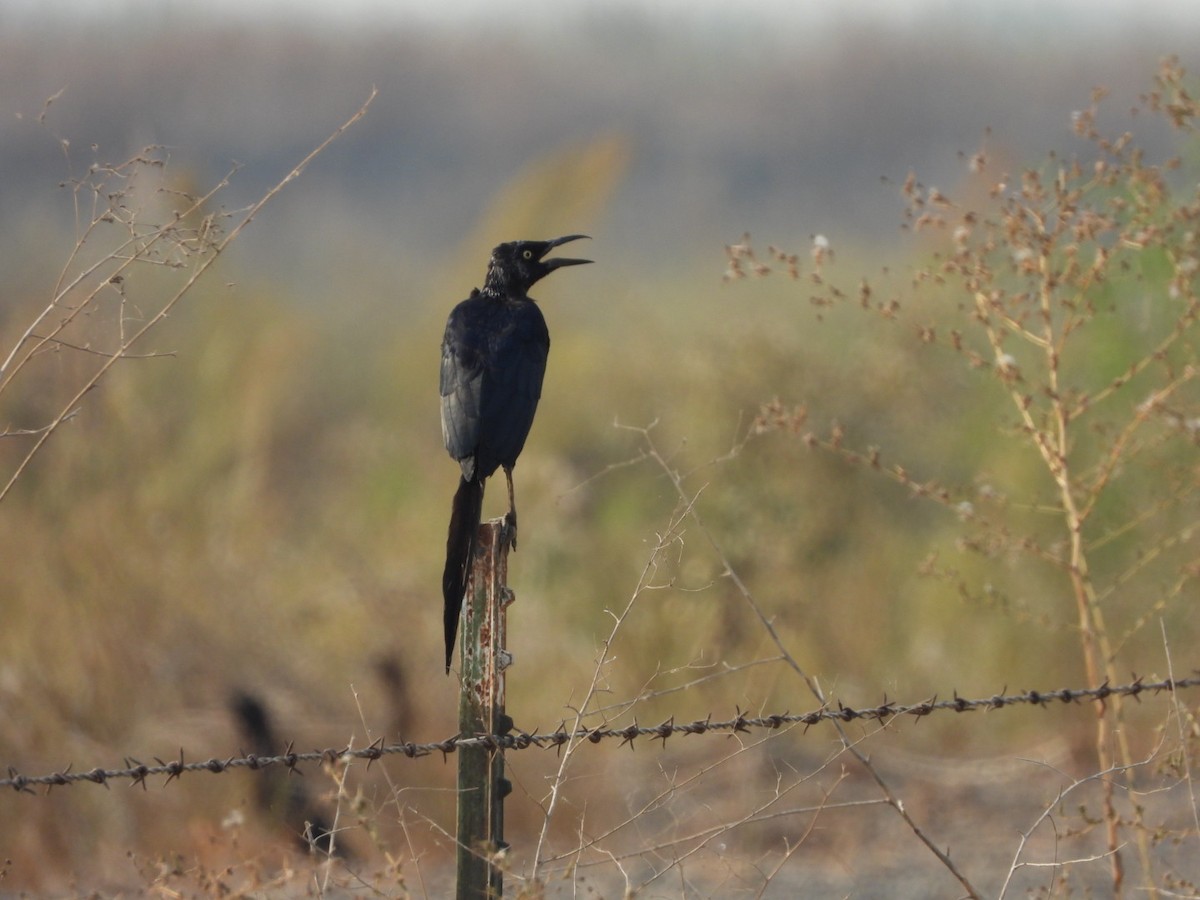 Great-tailed Grackle - ML267188711
