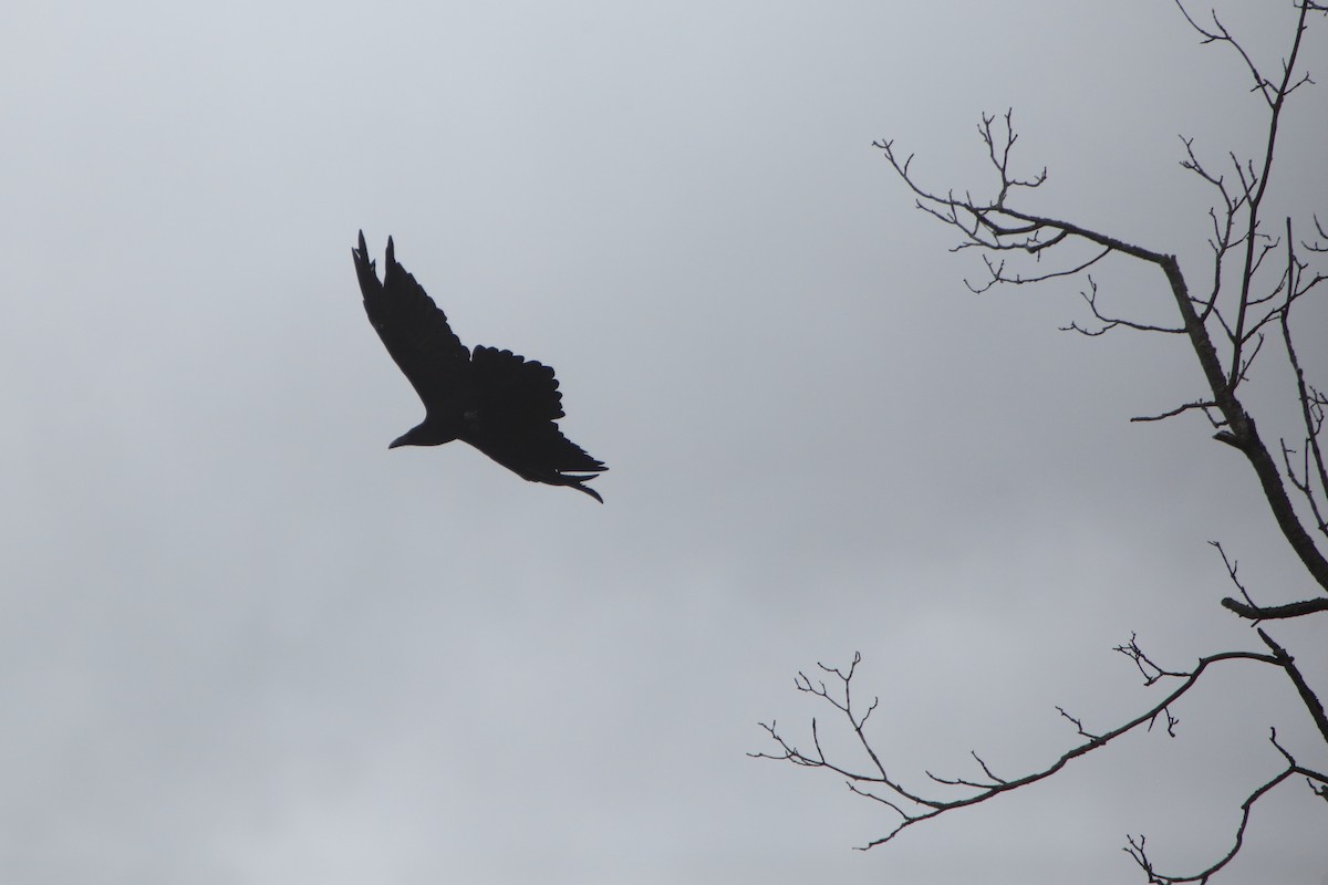 Common Raven - Bruce Robinson