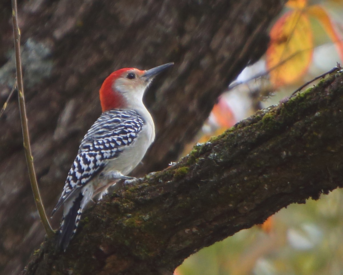 Red-bellied Woodpecker - Bruce Robinson