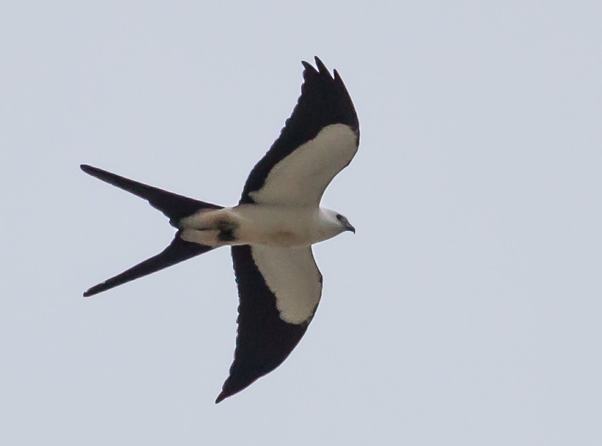 Swallow-tailed Kite - Carole Rose